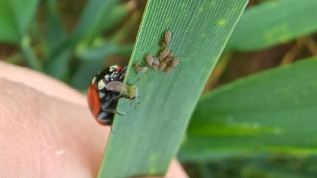 Coccinelle et pucerons sur feuilles d’orges