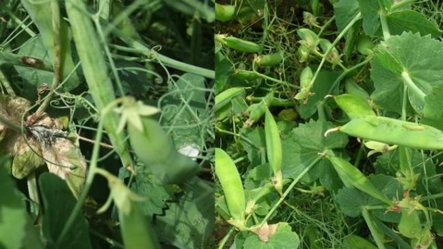 Symptômes de pourriture grise ou botrytis (photo de gauche) et d’anthracnose (photo de droite) sur pois protéagineux d’hiver.