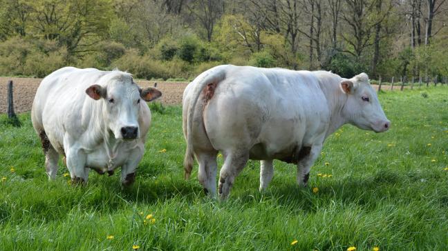 Si le cheptel laitier s’affiche en hausse, le nombre de vaches allaitantes, lui, recule.  In fine, l’effectif bovin belge s’affiche en léger recul (-1,1 %).