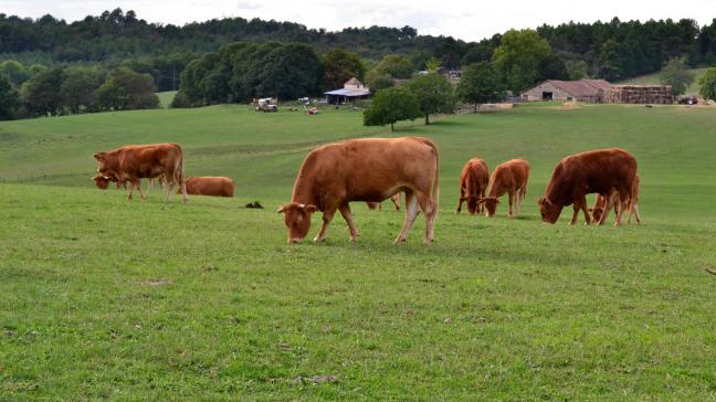 «L’élevage en Europe est familial et nous ne sommes pas d’accord pour qu’il soit intégré  dans une directive relative à des émissions industrielles» a tempêté Christiane Lambert.
