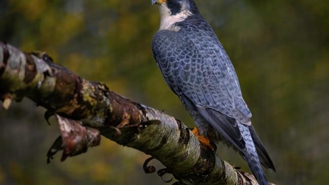 Le virus a montré des signes de son adaptation aux oiseaux sauvages, affectant fortement les mouettes rieuses et augmentant la mortalité d’espèces sauvages menacées telles que le faucon.