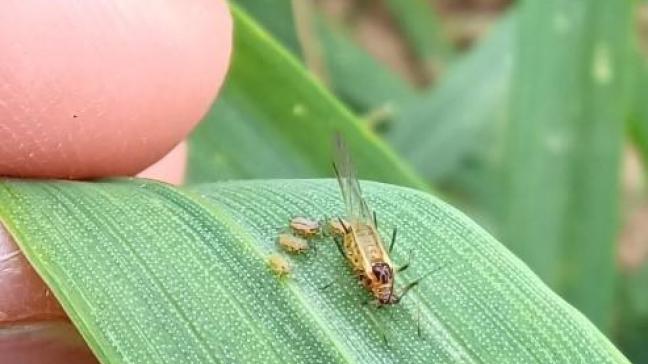 Puceron ailé et colonies d’aptères.