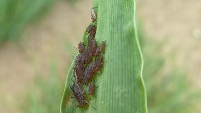 Un traitement est recommandé si la pression est supérieure à 2,5 larves de criocères par tige à l'épiaison.