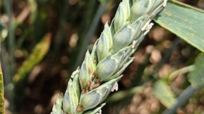 Un traitement insecticide est recommandé lorsqu'un épi sur deux est colonisé par au moins un puceron entre l'épiaison et le stade « grain pâteux ».