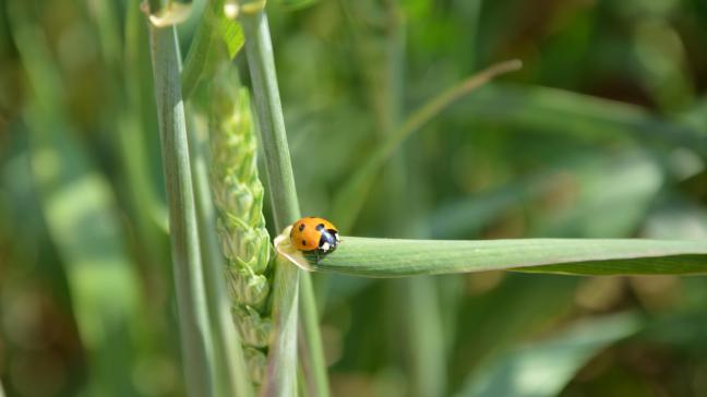 La Flandre souhaite qu’au moins 5% de ses exploitations agricoles soient sous régime bio d’ici la fin de la période 2023-2027.