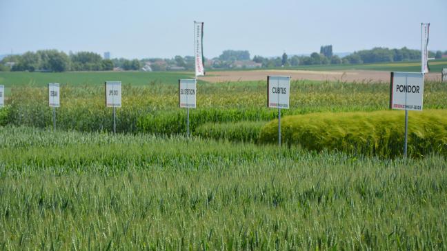 La vitrine variétale, installée sur le Ferme de Liessart, regroupe les fleurons de l’entreprise, les nouveautés disponibles dès l’automne ainsi que quelques candidats à une future commercialisation.