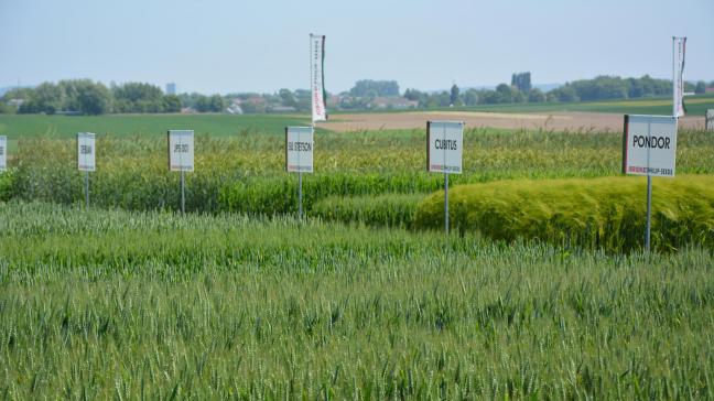 La vitrine variétale, installée sur le Ferme de Liessart, regroupe  les fleurons de l’entreprise, les nouveautés disponibles dès l’automne  ainsi que quelques candidats à une future commercialisation.