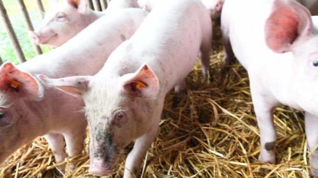 Un vaccin vivant a été testé en décembre 2022 aux Philippines, sur plus de 270.000 cochons dans 226 fermes d’engraissement. « Quatre semaines après la vaccination, tous les porcs étaient en bonne santé, avec une réponse immunitaire atteignant les 94,85 %.