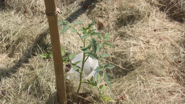 La bouteille placée au même niveau que l'enracinement lors de la plantation des tomates permet d'apporter l'eau là où elle est absorbée par la plante.