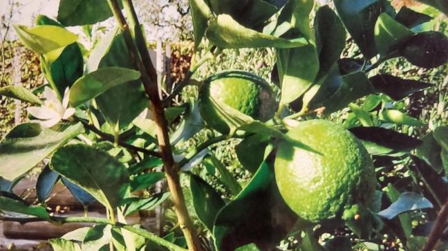 Les citronniers sont très fréquents dans les jardins, et leurs fruits sont cueillis  au fur et à mesure de leur utilisation par le ménage.