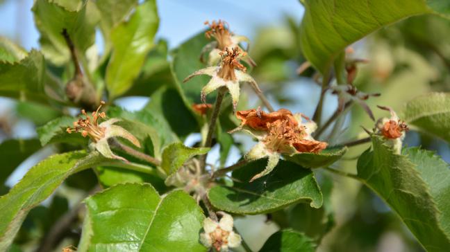 Sur le terrain, une période de sortie d’hiver douce suivie de gel important peut causer de gros dommages, notamment en arboriculture. En témoigne la couleur brune des pistils et étamines de ces fleurs de pommier, morts suite aux gelées nocturnes.