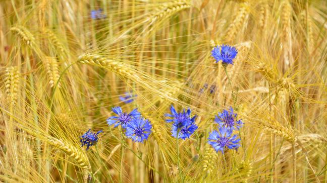 Plus de 17.000agriculteurs et horticulteurset plus de 1.200entrepreneurs agricoles sont actuellement certifiés Vegaplan.