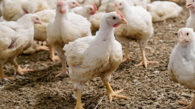 Signalons une légère augmentation (+ 1,1%) de vente d’antibiotiques d’importance critique dueà une plus grande utilisation en 2022 des fluoroquinolones chez les poulets de chair et les veaux de boucherie.