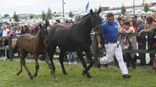 La compétition pour les poulains est le point culminant du Summer breeding Show.