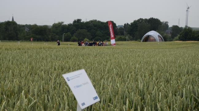 Les essais de Basf sont principalement une vitrine pour les fongicides à base de Revysol, la nouvelle génération de triazole.