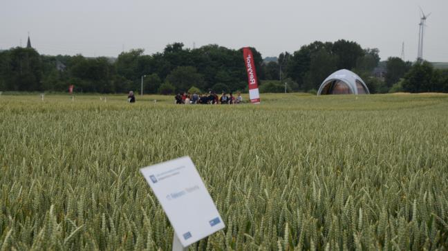 Les essais de Basf sont principalement une vitrine pour les fongicides  à base de Revysol, la nouvelle génération de triazole.