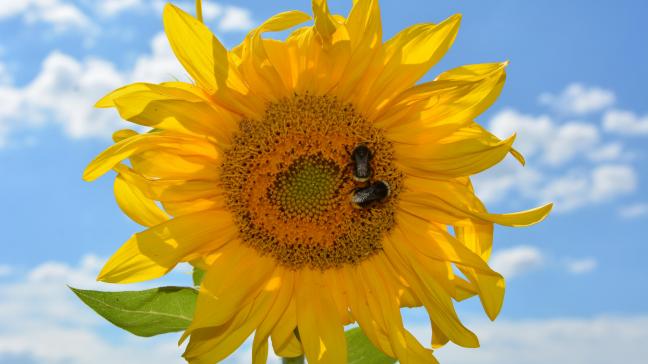 Avec le message « Préserver la santé des plantes, c’est protéger la vie »,  l’Efsa, la Commission européenne et les autorités belges rappellent que  tous les citoyens ont un rôle à jouer dans la protection des végétaux.