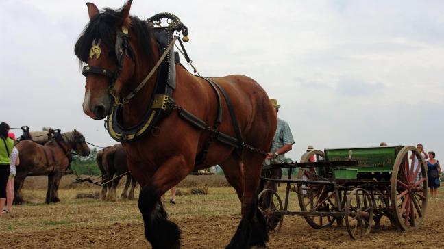 Battage à l’ancienne, moulin, chevaux de trait et grande concentration de vieux tracteurs combleront  les nostalgiques  des odeurs et images d’antan.