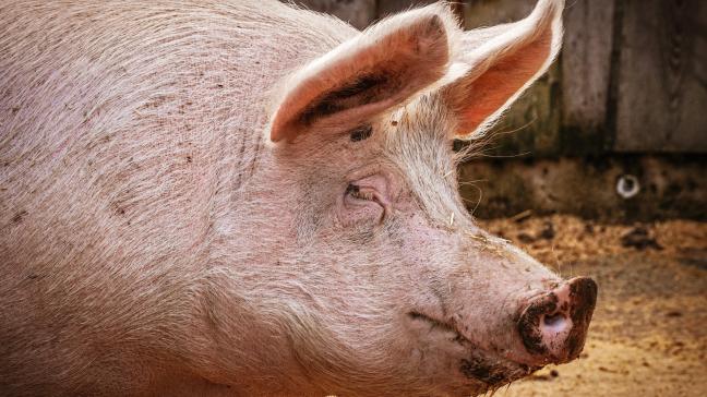 Le secteur porcin ne peut bénéficier d’une aide couplée, car « il profite déjà du soutien public par le biais des céréales que les porcs consomment » a rappelé la commission.
