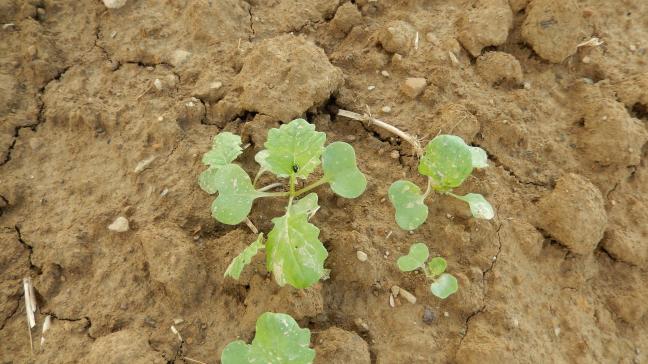 Grosse altise sur feuille de colza d