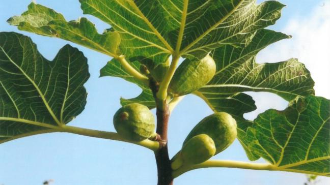 Les variétés de figues sont très nombreuses, issues de sélections faites localement ; elles se différencient  par la couleur (blanche, verte, violette ou noire), la forme, le calibre et l’époque de production des fruits.