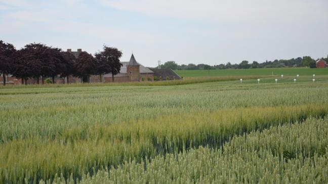 les conditions culturales ou la pression parasitaire peuvent, dans certaines parcelles, modifier le comportement d’une variété, parfois à son avantage mais plus souvent en sa défaveur.