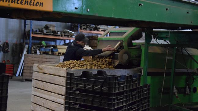 La Belgique figure parmi les cinq plus gros pays producteurs de pommes de terre en Europe et est réputée pour sa production de tubercules de qualité, notamment grâce à ses sols fertiles et à son expertise agricole.