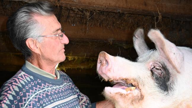 Henri Stas et Bibi, un porc de plus de 380 kg.