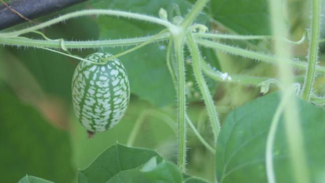 La plante s'accroche aux supports verticaux proches de ses tiges. Les vrilles s'y enroulent et maintiennent bien le feuillage à son support.