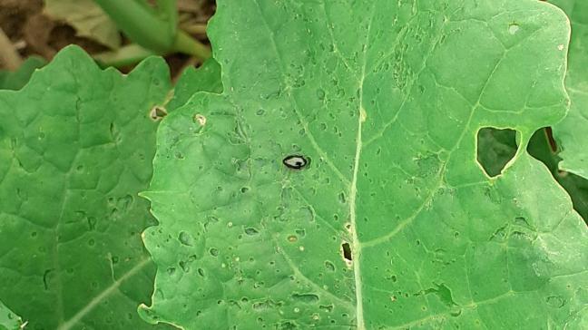 Les altises adultes sont toujours visibles  sur les plantes de colza lors des heures ensoleillées et continuent notamment à s’alimenter.