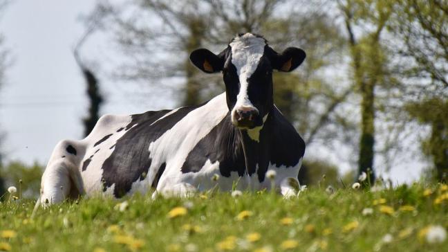 Les boiteries révèlent représentent la 2e maladie d’importance économique en élevage laitier.