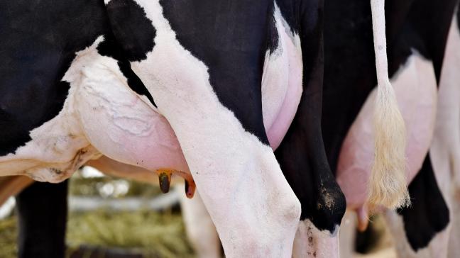 La perte liée aux mammites peut aller de 50 à plus de 350 € par vache et par an.