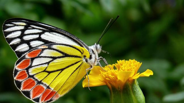 Les eurodéputés souhaitent que la commission propose une ligne budgétaire dédiée pour soutenir la surveillance systématique de la biodiversité, les indicateurs et les rapports sur l’état, les tendances et les pressions dans tous les pays de l’UE.
