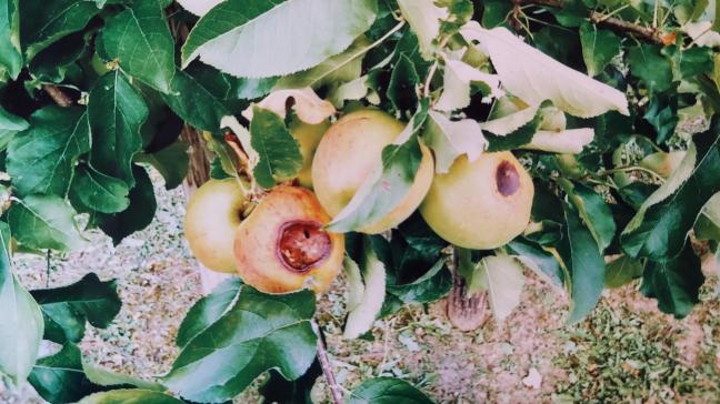 Un ensoleillement accru peut entraîner l’apparition  de coup de soleil sur les fruits, en témoignent ces pommes.