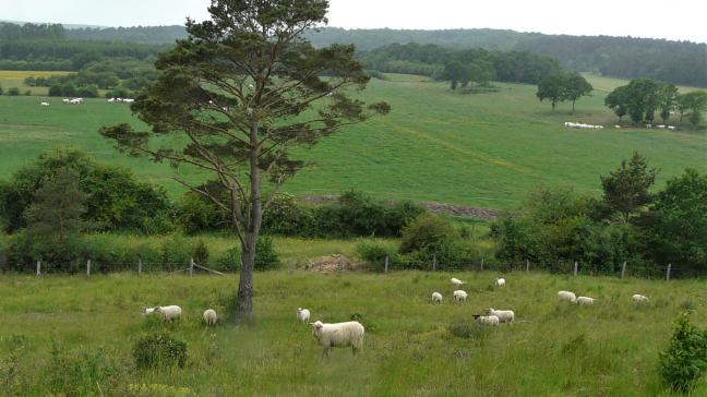 La charge en bétail à l’hectare va devoir être limitée d’ici à 2050 pour répondre aux objectifs de réduction de GES. Dans l’état actuel des connaissances, aucune autre solution ne permet d’atteindre les objectifs fixés par le Gouvernement wallon. Il faudra aussi davantage de prairies permanentes.
