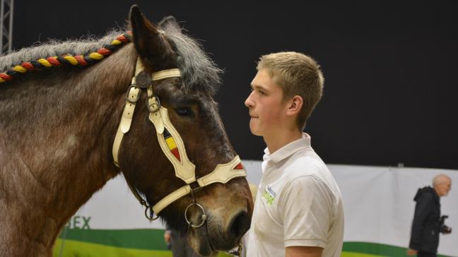 Le cheval de trait belge fait partie de notre patrimoine  et reste très prisé au niveau international.