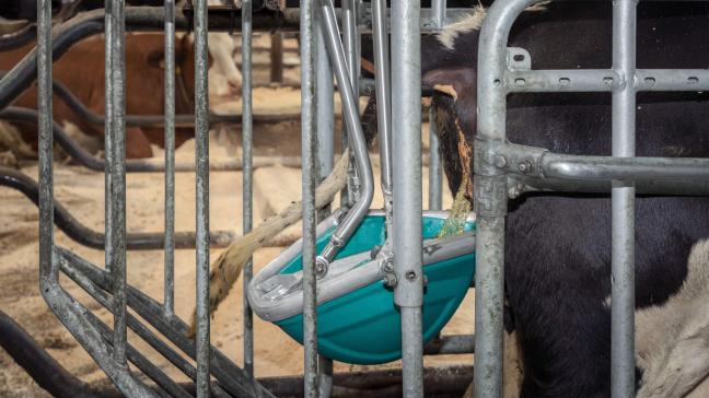 Le Cow Toilet récolte l’urine des vaches lorsqu’elles visitent le distributeur automatisé de concentrés.