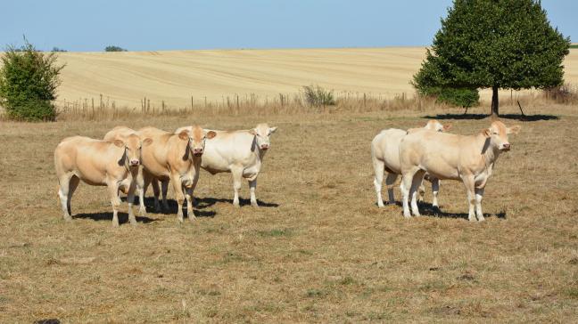 Seules les prairies sont concernées !