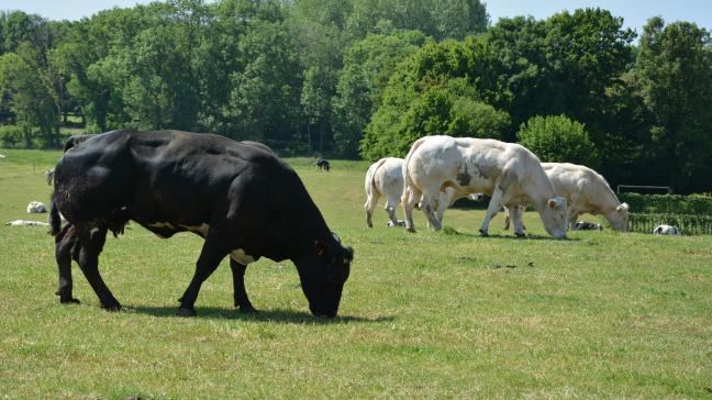 Les résultats de l’enquête montrent que 60 % des francophones affirment avoir une image positive de l’élevage viandeux. Voilà qui devrait encourager les agriculteurs !