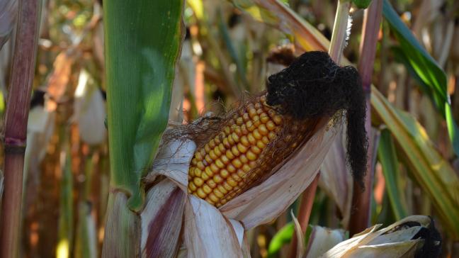 Les résultats obtenus ne sont qu’indicatifs, car ils ne couvrent que le risque de mycotoxine aux champs. Il est toujours possible que les concentrations en mycotoxines  augmentent au cours de la période de stockage