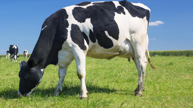 Le défilé de bovins prévu ce week-end dans le cadre de la foire agricole Agro Expo, à Roulers, ne sera pas organisé, sur recommandation de l’Afsca.