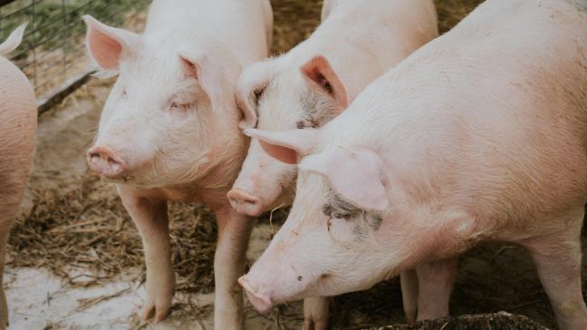 Le secteur porcin reste le plus important au sein de l’agriculture flamande, avec une valeur de production d’1,3 milliard d’euros.