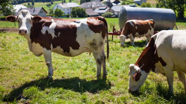 La France, l'un des principaux producteurs laitiers en Europe, a connu un fléchissement de  la collecte ces derniers mois, notamment à cause de plusieurs perturbations climatiques.