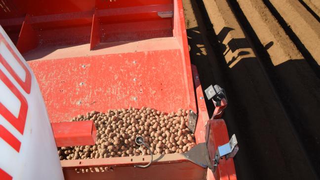 Les défis liés à l’approvisionnement difficile en plants pour la culture 2024 sont énormes pour tous les maillons de la filière. Au-delà des surcoûts qu’elle entraine, c’est aussi le rendement et la qualité des productions de pomme de terre qui sont en jeu. En outre, toute la filière a intérêt à stabiliser les superficies de plants, dans l'UE.