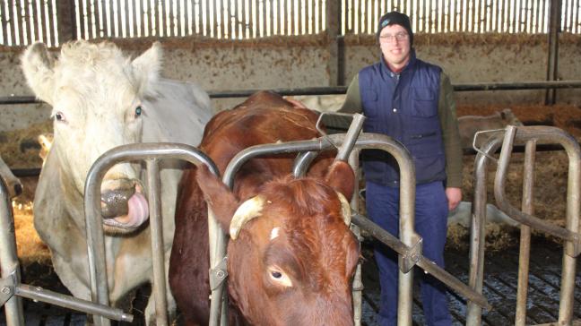 Jarno Vandepoel avec 2 vaches de ses races à double usage : Bleu-Blanc Belge et la Rouge de Flandre occidentale.
