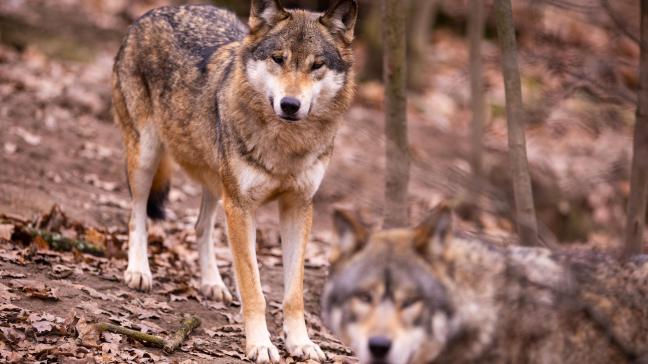 Les eurodéputés continuent de faire pression pour que le statut de protection du loup dans l’UE soit révisé dans les plus brefs délais comme l’a proposé la commission.