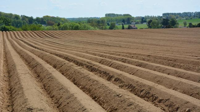 Les besoins de la culture sont liés aux objectifs de rendement. Ceux-ci sont en corrélation avec la variété, les conditions climatiques, la structure du sol et les critères qualitatifs attendus.
