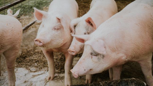 L‘eurodéputé Benoît Lutgen a préparé un amendement qui propose le statu quo par rapport à la directive actuelle pour les élevages de porcs et de volaille.