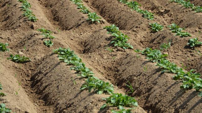 Belfertil et Belgapom entendent porter l’efficacité de l’utilisation de l’azote à 70 % d’ici à 2030, contre environ 55 % actuellement.