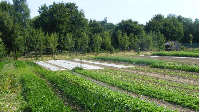 L'implantation et l'entretien des haies est une préoccupation hivernale comme la maîtrise de l'enherbement et la protection hivernale de la structre des sols.